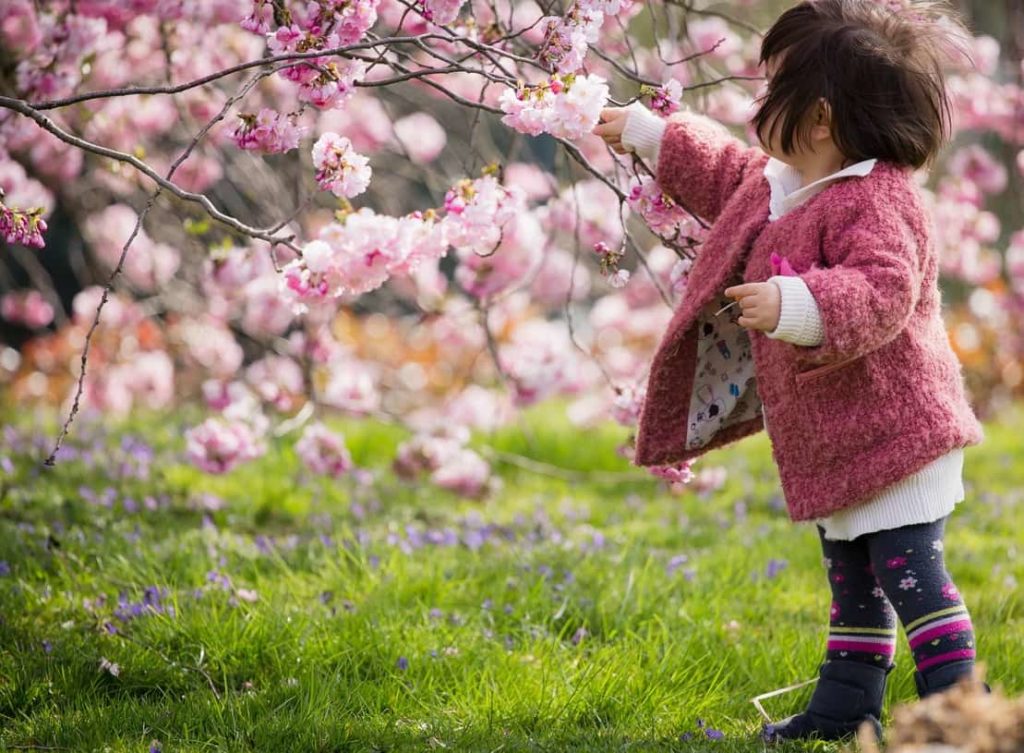 цвітіння сакури в Японії