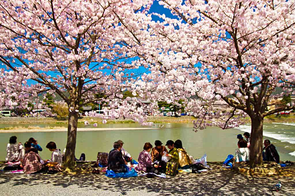 цвітіння сакури в Японії